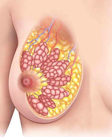 Breast (Anatomy)